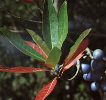rudraksha beads tree